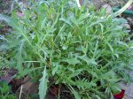 Rucola